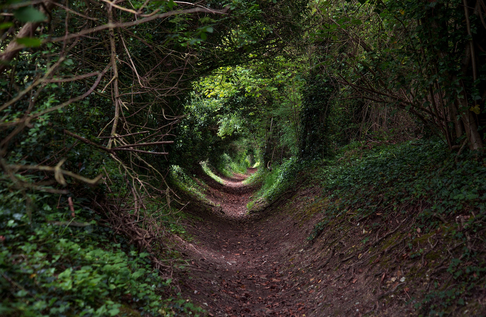 Journey to a Greener Tomorrow