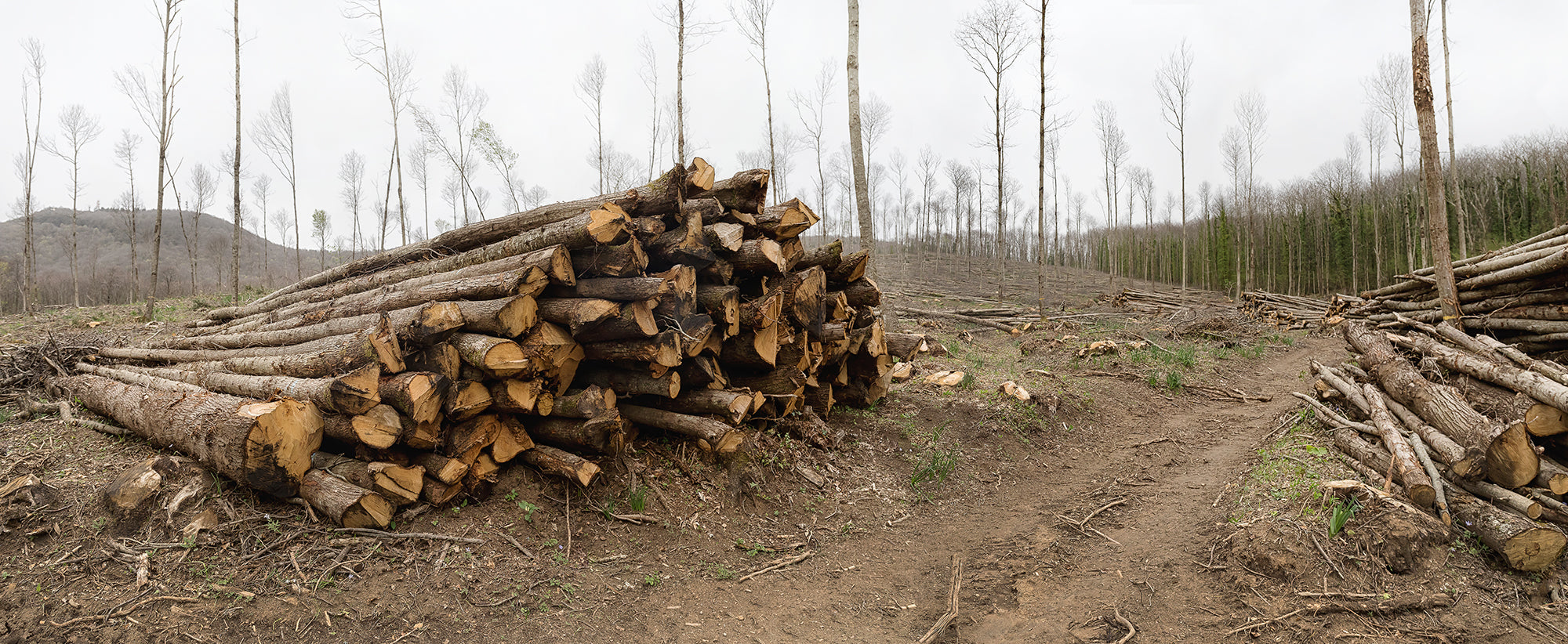 The Alarming Toll of Deforestation